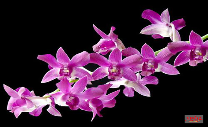 父親節應該送給父親什么花？